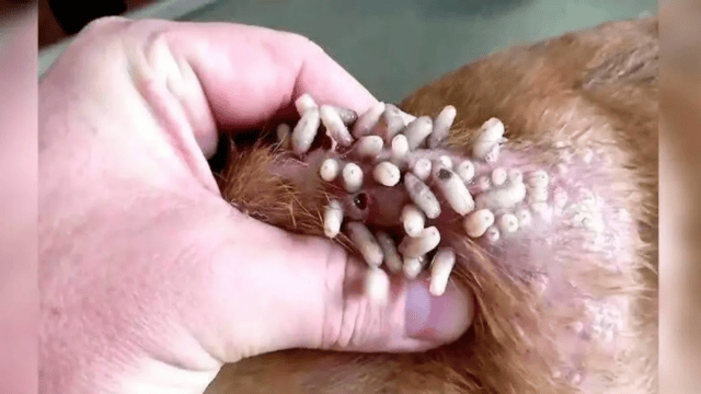 Abrazadas hasta el final asesinan a tres hermanitas en Sonora y conmocionan al país - 2025-07-18T181854.153