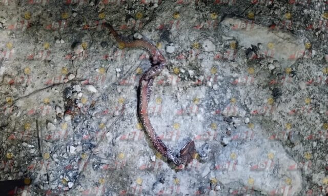 Mujer con discapacidad visual es atacada por serpiente huolpoch en Tzucacab Mujer con discapacidad visual es atacada por serpiente huolpoch en Tzucacab