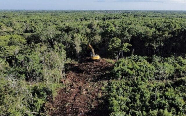Sedena deforestar más de 250 hectáreas Tren Maya