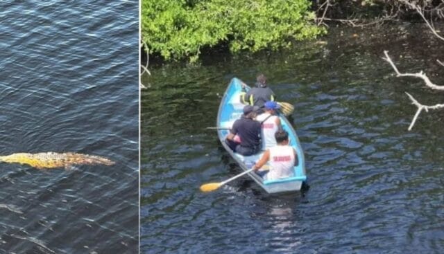 Tragedia en Michoacán: menor cae al canal y es arrastrado por cocodrilos