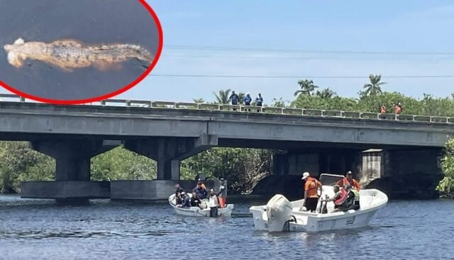 Concluyen sin éxito búsqueda de menor arrastrado por cocodrilos en Michoacán Concluyen sin éxito búsqueda de menor arrastrado por cocodrilos en Michoacán