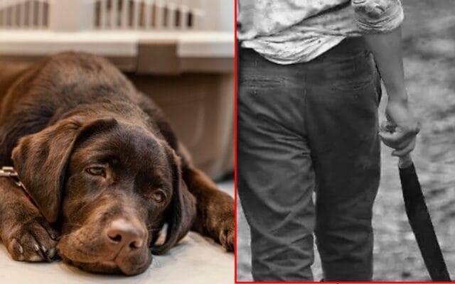 Hombre ebriedad ataca perro machete