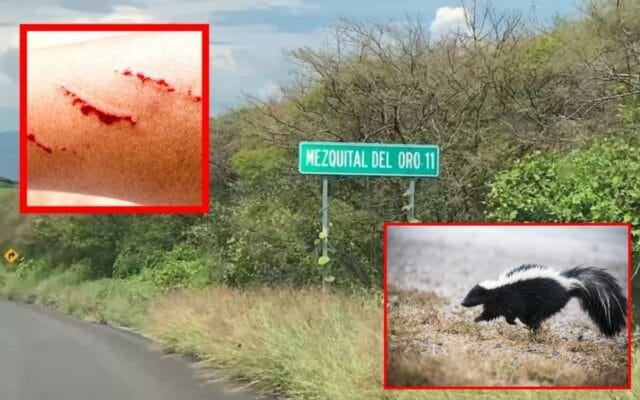 Muere adolescente rabia mordida de zorrillo