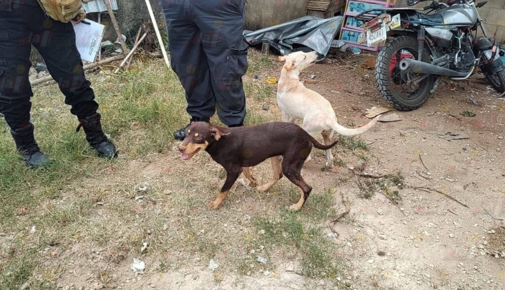 Vecino de Kanasín lanza a su cachorro por una reja y causa indignación