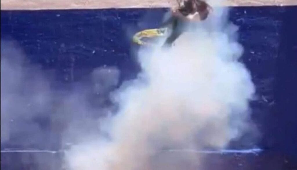 Estudiantes de criminología hicieron explotar a un gato usando pirotecnia 