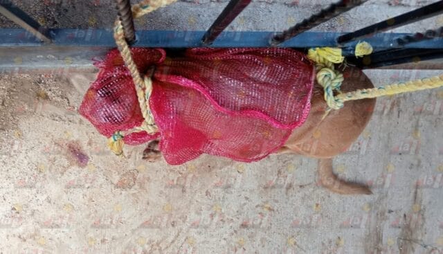 Parranda termina en hospital: perro muerde a su dueño en Motul