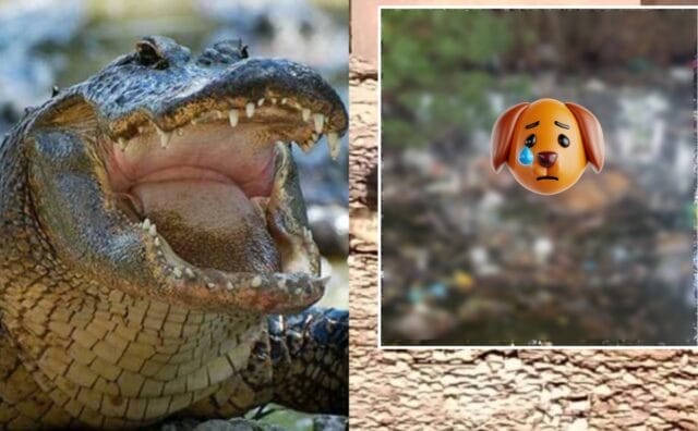 Cocodrilo Progreso perros