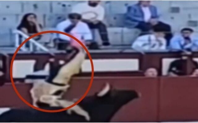 Cornada torero España