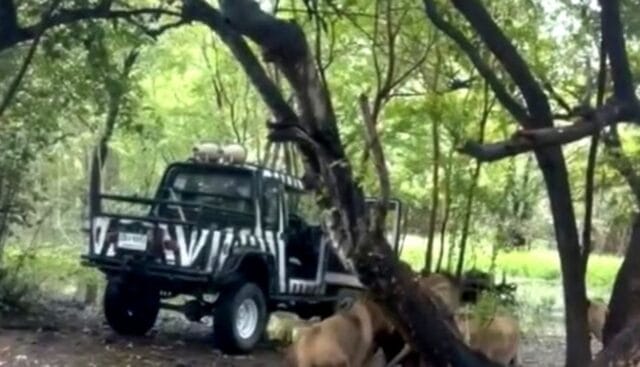 Tragedia en zoológico de Tailandia: leones atacan y matan a cuidador