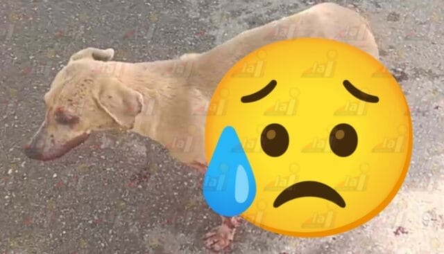 Brutal ataque contra una perrita en Hecelchakán: fue herida con un machete