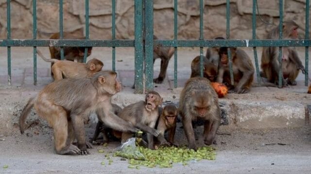 Monos secuestran a un bebé de dos meses de su casa y lo arrojan a un bidón de agua: el niño sufre un trágico final
