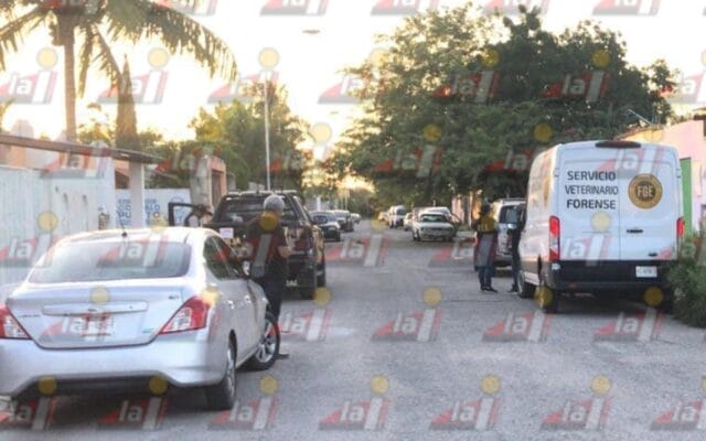 Maltrato animal en Yucatán: Vecinos denuncian perros abandonados y un deceso en Ciudad Caucel Maltrato animal en Yucatán Ciudad Caucel