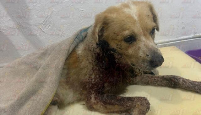 Indignación en Progreso: Machetean a perrito en el malecón Indignación en Progreso: Machetean a perrito en el malecón