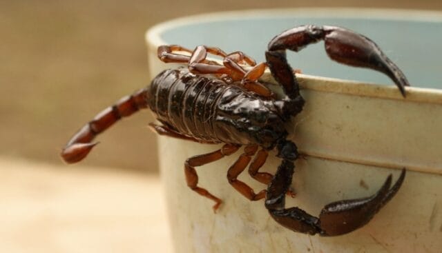 Niña de 5 años muere tras picadura de alacrán en jardín de niños: IMSS admite que no tenía el antídoto Niña de 5 años muere tras picadura de alacrán en jardín de niños: IMSS admite que no tenía el antídoto