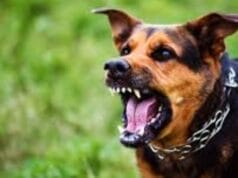 Niña autista sufre brutal ataque de un perro: le dejó desfigurada la cara Niña autista sufre brutal ataque de un perro: le dejó desfigurada la cara
