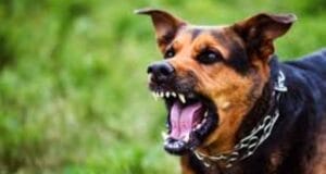 Niña autista sufre brutal ataque de un perro: le dejó desfigurada la cara