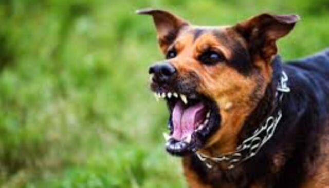 Niña autista sufre brutal ataque de un perro: le dejó desfigurada la cara Niña autista sufre brutal ataque de un perro: le dejó desfigurada la cara