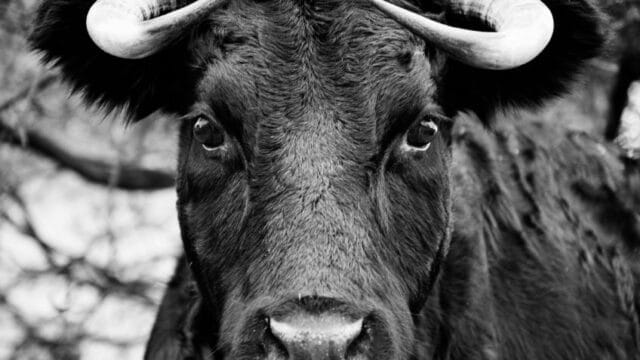 Abuelito muere tras ser mordido por un toro en Jalisco Abuelito muere tras ser mordido por un toro en Jalisco