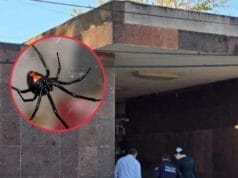 Mujer muere por picadura de araña viuda negra viuda negra
