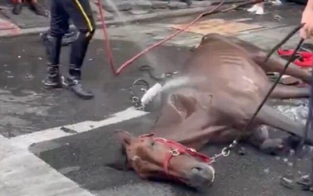 Indignación por el caso del caballo Ryder que colapsó por calor en Central Park Ryder caballo Central Park maltrato animal Nueva York