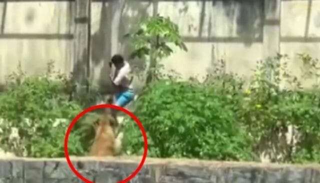 Joven muere tras ingresar al recinto de una leona en un zoológico