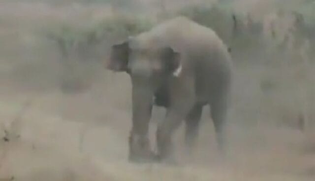 Turistas y pobladores mueren aplastados durante ataque de elefantes: intentaban grabarlos (VIDEO)