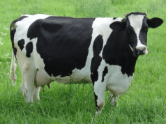 Campesino halla cartera con dinero dentro del estómago de su vaca en rusia