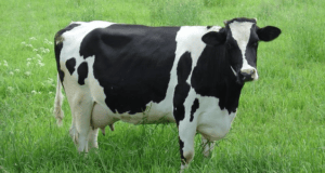 Campesino halla cartera con dinero dentro del estómago de su vaca en rusia