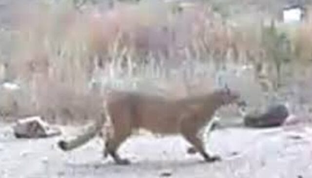 Mujer fallece tras ser atacada por un puma mientras escalaba una montaña