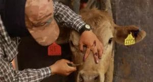 Detectan ocho casos activos de gusano barrenador en Campeche en la primera semana del año