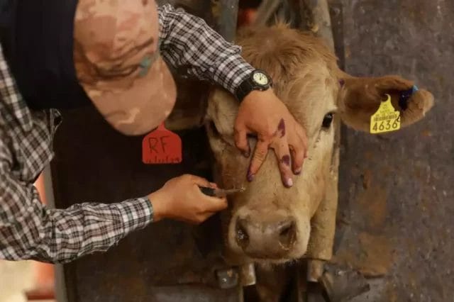 Detectan ocho casos activos de gusano barrenador en Campeche en la primera semana del año