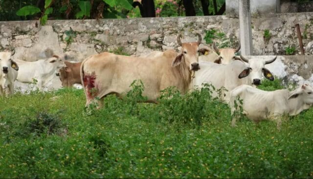 Yucatán reporta incremento de casos de gusano barrenador con 1,539 acumulados