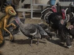 Chupacabra regresa Península Campeche Yucatán