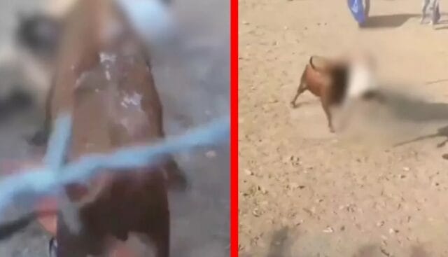Hombre muere tras ser embestido por toro en corralejas de Colombia