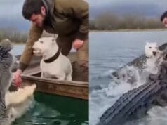 Cocodrilo ataca y le desprende el brazo a hombre mientras pescaba con su perrito