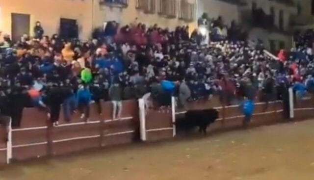 Tragedia en festejo taurino: abuelito fallece tras ser embestido por un toro
