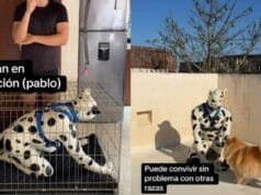 Buscan hogar un hombre que se identifica como perro dálmata