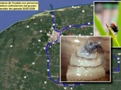 gusano barrenador Península Yucatán