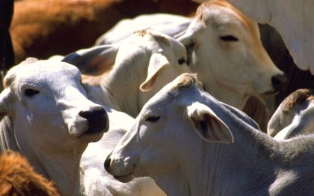 gusano barrenador ganado Yucatán