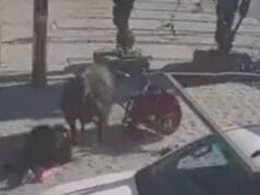 toro ataca  menor madre Querétaro