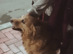 Video conmueve redes: Familia despide a su perrita con serenata de mariachi