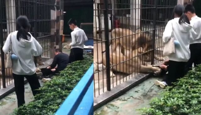 Terror en zoológico: leona ataca a niña frente a decenas de visitantes
