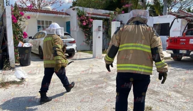 Ataque de abejas deja a mujer lesionada en fraccionamiento Dalias