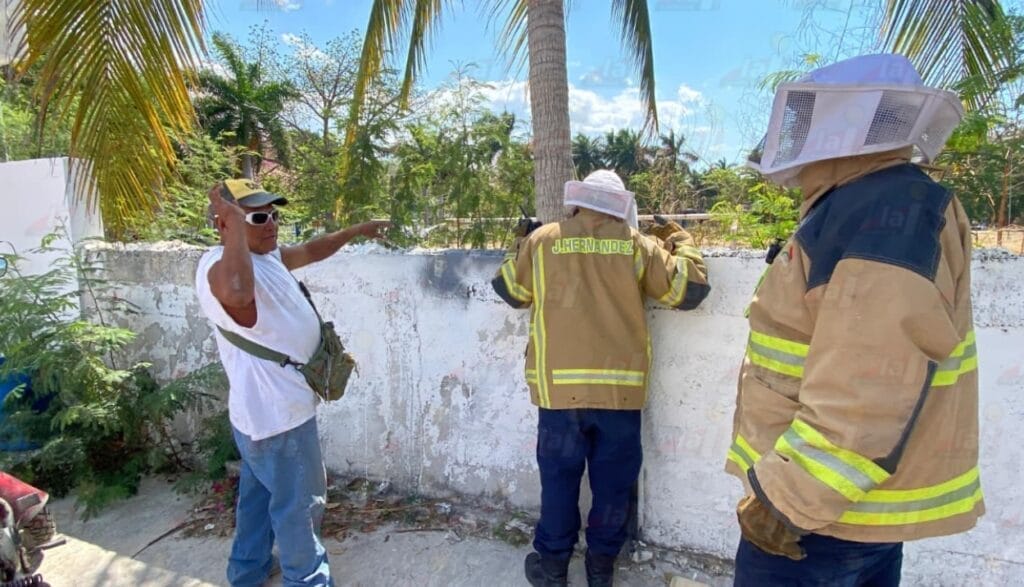 Ataque de abejas deja a mujer lesionada en fraccionamiento Dalias