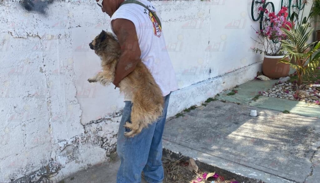 Ataque de abejas deja a mujer lesionada en fraccionamiento Dalias