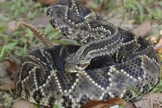 Encuentran peligrosa serpiente de cascabel dentro de una casa en Valladolid