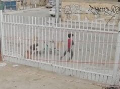 VIDEO| Jauría de perros ataca a niño mientras paseaba en bicicleta