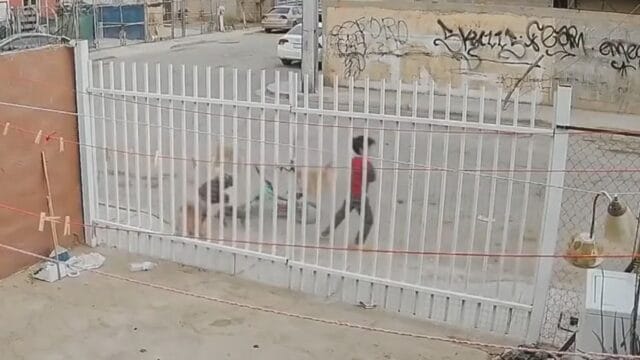 VIDEO| Jauría de perros ataca a niño mientras paseaba en bicicleta