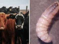 Detectan 22 nuevos casos de gusano barrenador en Yucatán