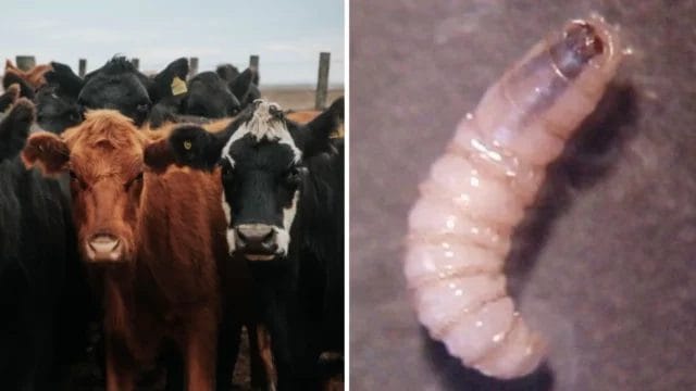Detectan 22 nuevos casos de gusano barrenador en Yucatán
